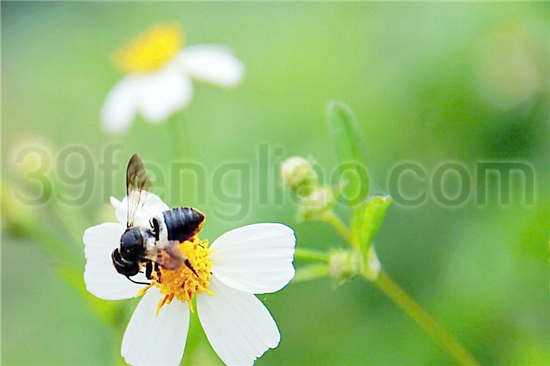 黑小蜜蜂体小、灵活，是砂仁等热带经济作物的重要传粉昆虫