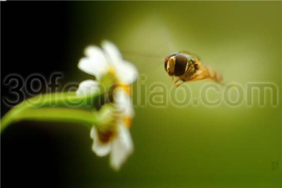 非洲蜜蜂为西方蜜蜂非洲亚种的通称，尤指热带非洲的蜜蜂。其中个体大小、体形、体色和其他形态特征以及行为等，各不相同