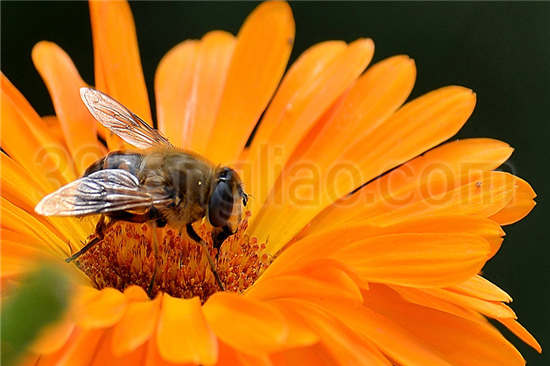 高加索蜜蜂春季育虫节律平缓，蜂群发展较慢，夏季产育能力较强，分蜂性较弱，维持较大群势，在炎热季节可保持较大面积子脾