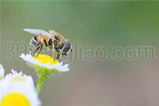 白山5号蜜蜂配套系近交系B（喀尔巴阡蜂）：蜂王体躯细长，体呈黑色，腹节背板有棕色斑或棕黄色环带，体长16～18mm，初生重150～230mg