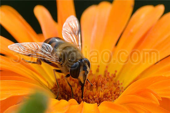 浙农大1号蜜蜂繁殖力强，日产卵可达1500粒以上。群势较强，能维持12框蜂以上强群