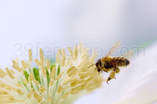 蜜蜂每生产1公斤蜂蜡，需要消耗蜂蜜3.5公斤以上，还要消耗花粉数百克。一个强壮的蜂群在整个夏季就可以泌蜡5—7.5公斤