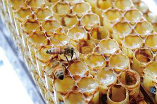 39蜂疗网，蜂疗，蜂胶的作用