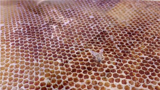 39蜂疗网，蜂疗 蜂蜜