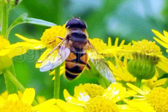 39蜂疗网,蜂疗,荷花粉,蜂花粉是蜜蜂采集植物的花粉