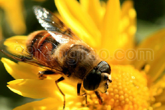 39蜂疗网,蜂疗,荷花粉,荷花粉之花粉增白乳