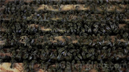 39蜂疗网,蜂疗,蜂疗蜂王胎