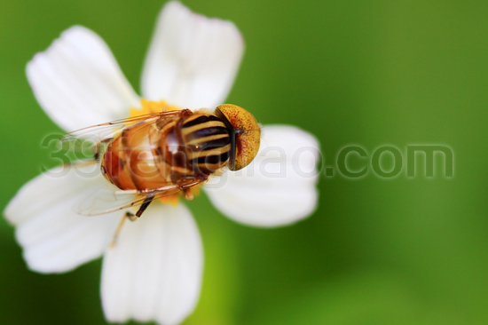 39蜂疗网 蜂蜜的特性