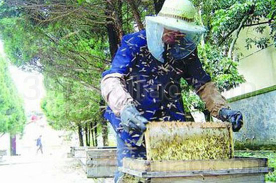39蜂疗网 蜂毒的采取方法