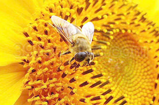 39蜂疗网,蜂疗,蜂蜜,蜂蜡,蜜蜂化石（一）
