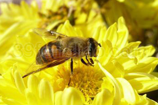 39蜂疗网,蜂疗,蜂蜜,蜂蜡,历史悠久的养蜂业（一）