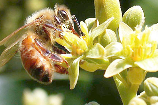 39蜂疗网,蜂疗,蜂蜜,蜂蜡,生物学特性之蜜蜂