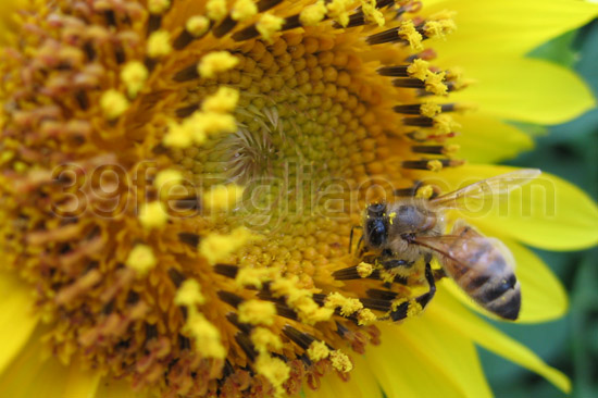蜜蜂的枯神经比较发达竟然是因为