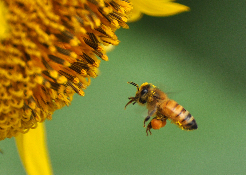 蜜蜂,花粉,蜂疗网