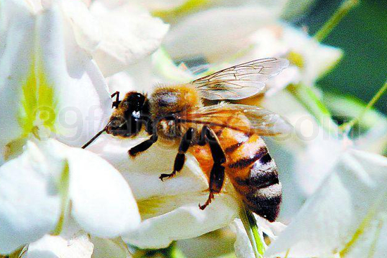 39蜂疗网,蜂疗,蜂蜜,蜂蜡,蜜蜂的软功夫与软实力如何