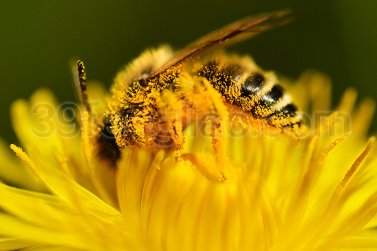 39蜂疗网,蜂疗,蜂蜜,蜂蜡,蜜蜂的 “软功夫”