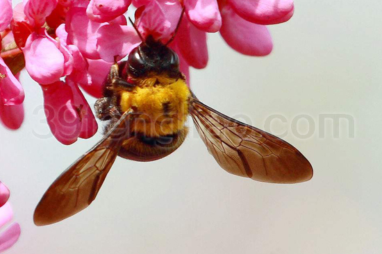 39蜂疗网,蜂疗,蜂蜜,蜂蜡,