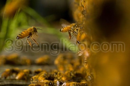 蜜蜂,蜂疗,食物,蜂巢