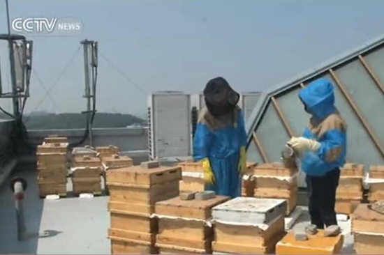 【视频】韩国兴起都市养蜂热潮