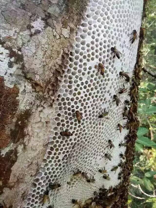 排蜂巢蜜
