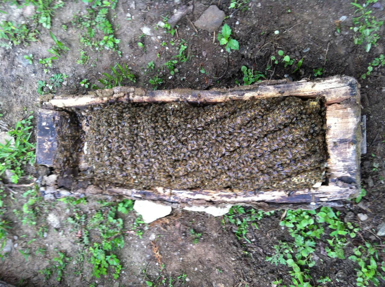 原始木桶蜂巢