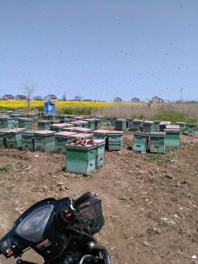 蜂场。万事俱备，只待流蜜。