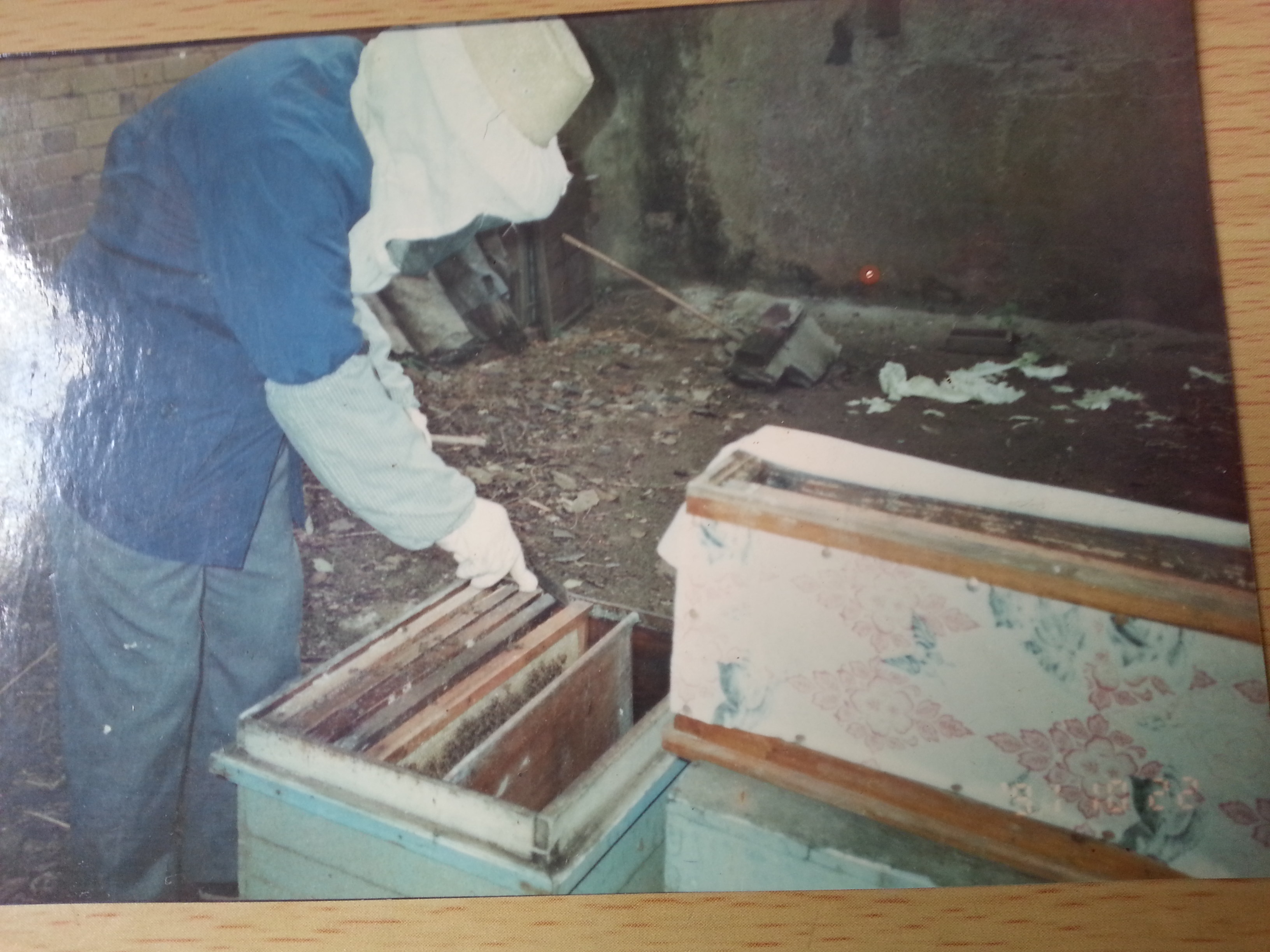 陈伟医生在为患者选择当天治疗时所用的蜜蜂。