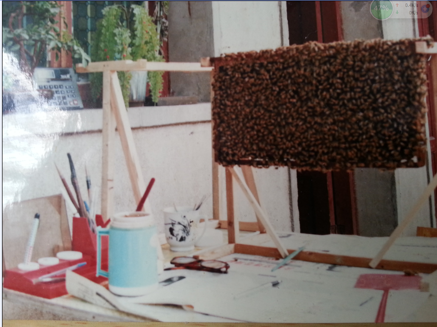 陈剑锋医生的蜜蜂