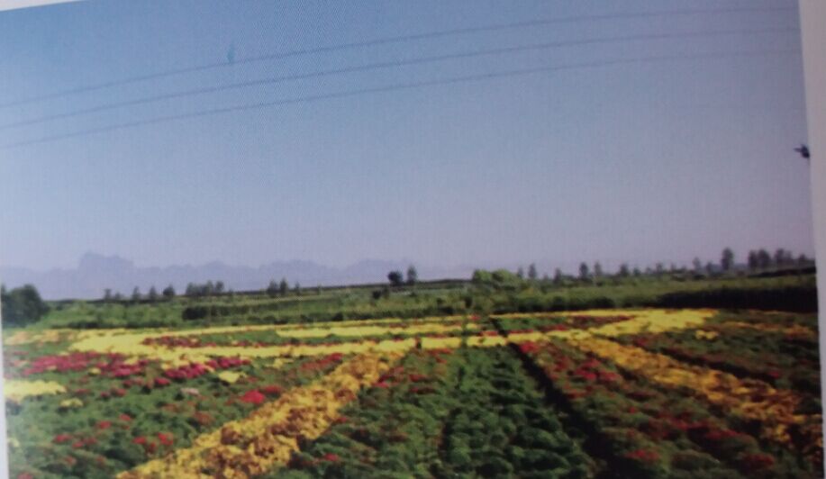 首先参观神农蜂花海