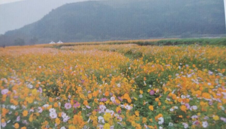 首先参观神农蜂花海