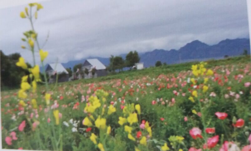 首先参观神农蜂花海