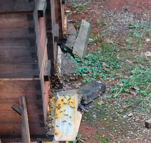 蜜蜂在採集花粉